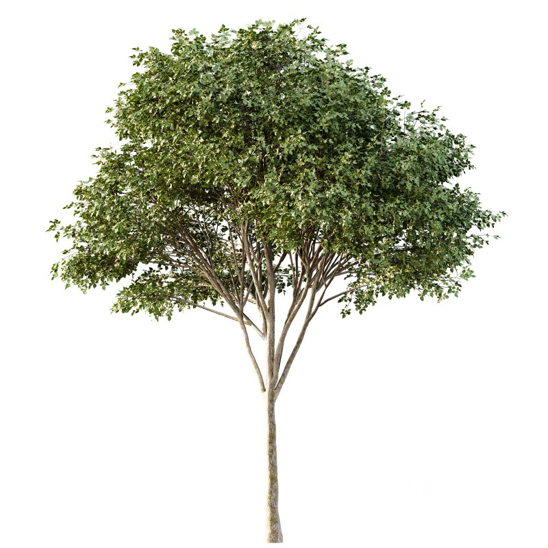 AV Tulip poplar and Gray alder alnus incana 2 trees Image 3