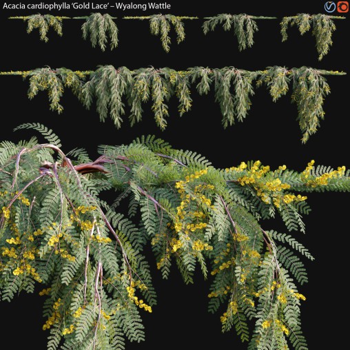 Acacia cardiophylla Gold Lace – Wyalong Wattle – 02