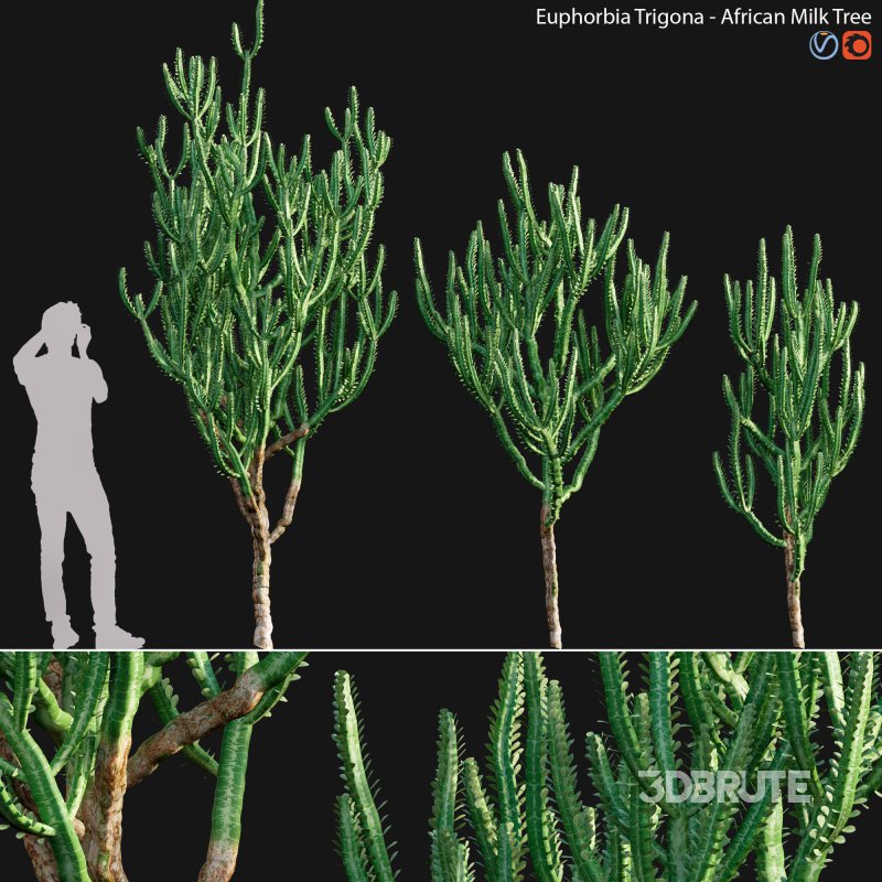 Euphorbia Trigona – African Milk Tree – 02 Image 1