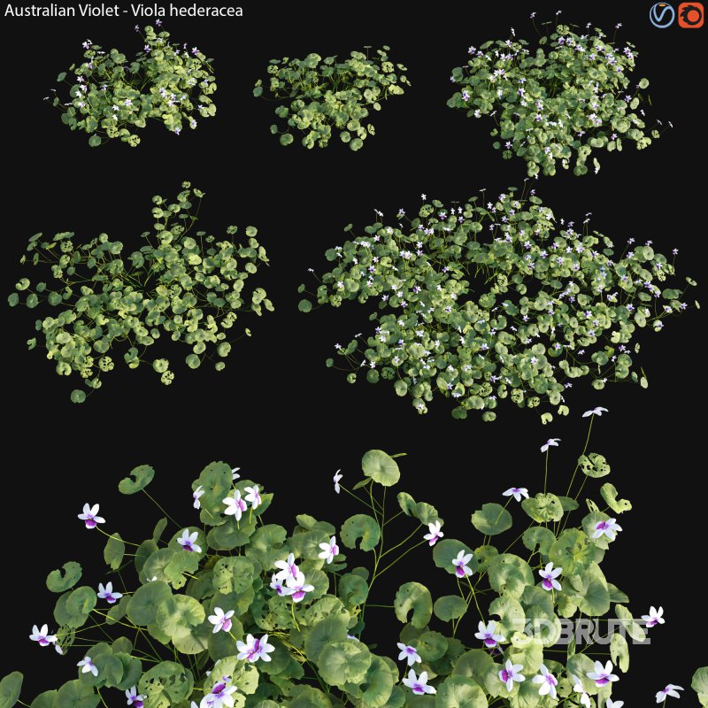 Viola hederacea -Australian Native Violet – 01 Image 1