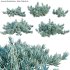 Senecio Mandraliscae – Blue Chalksticks – 01 - Thumbnail 1