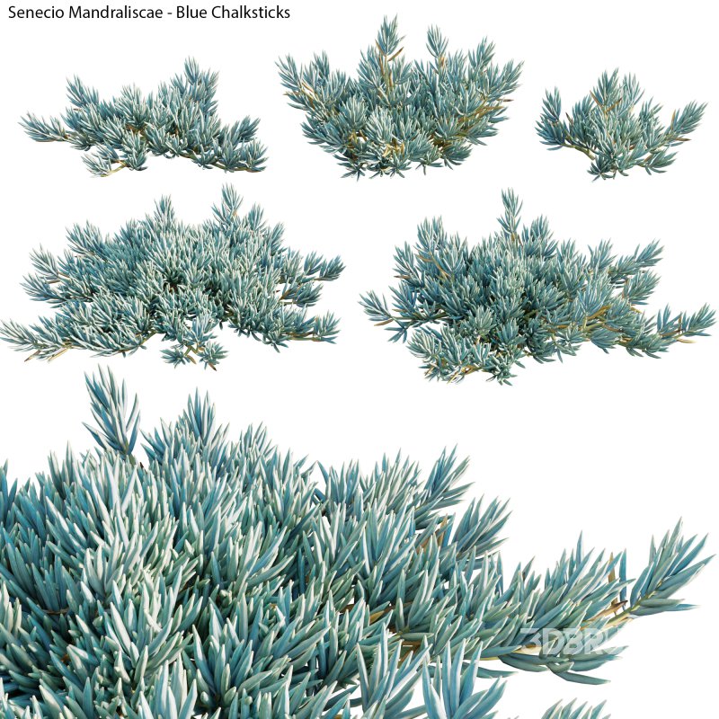 Senecio Mandraliscae – Blue Chalksticks – 01 Image 1
