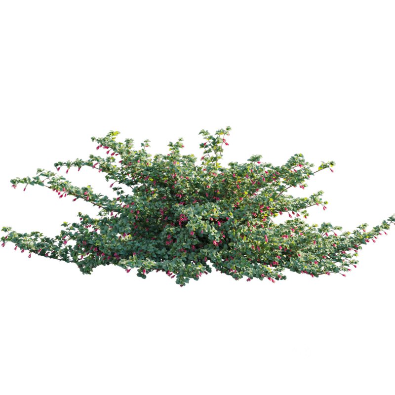 Correa reflexa – Native Fuchsia – Grevillea wilsonii 02 Image 2