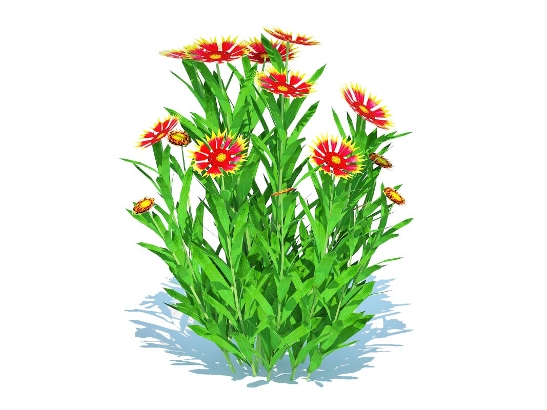 Gaillardia pulchella Image 5