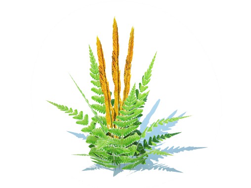 Osmunda – Cinnamon Fern