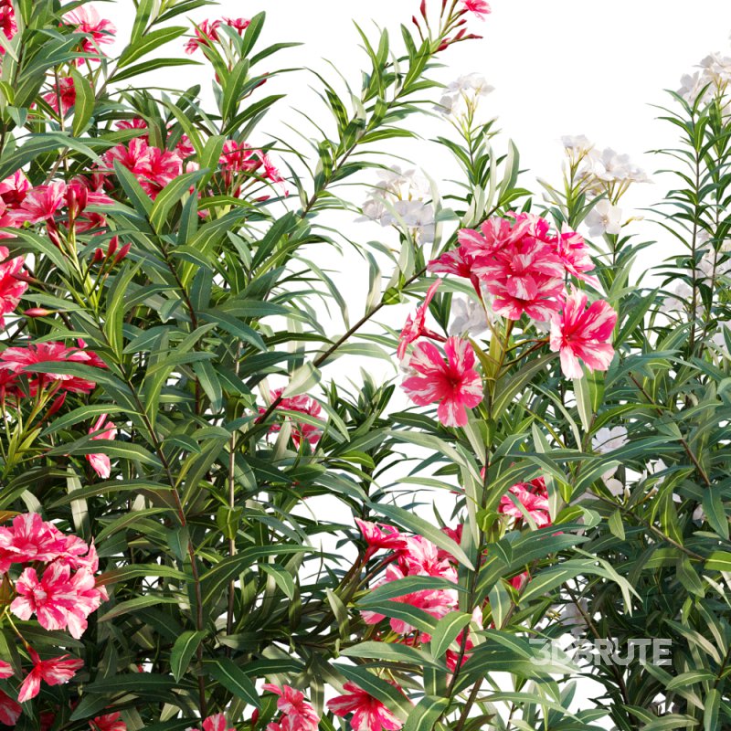 Nerium Oleander – Laurier – 01 Image 2