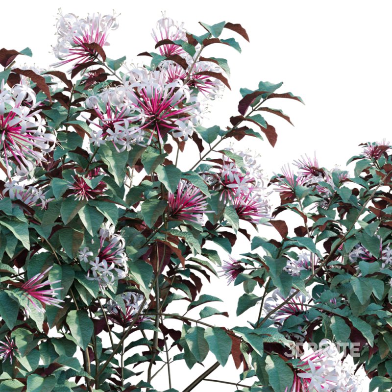 Clerodendrum Quadriloculare – Starburst Bush – 01 Image 3