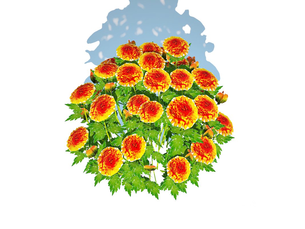 Chrysanthemum – Hardy Mum_orange Image 2