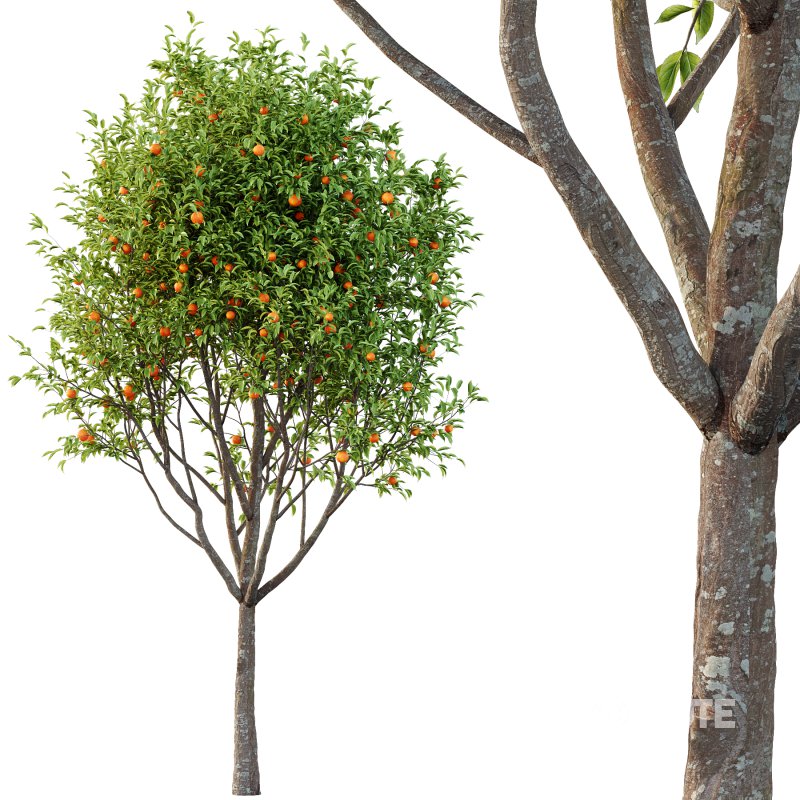 Prunus pseudocerasus Diospyros Kaki Fruit Tree 01 Image 3