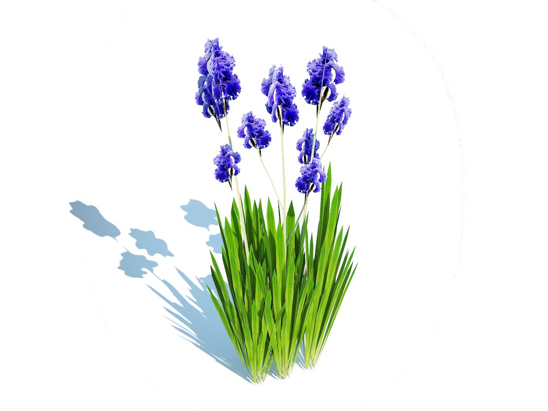 Iris germanica – Blue Bearded Iris Image 1