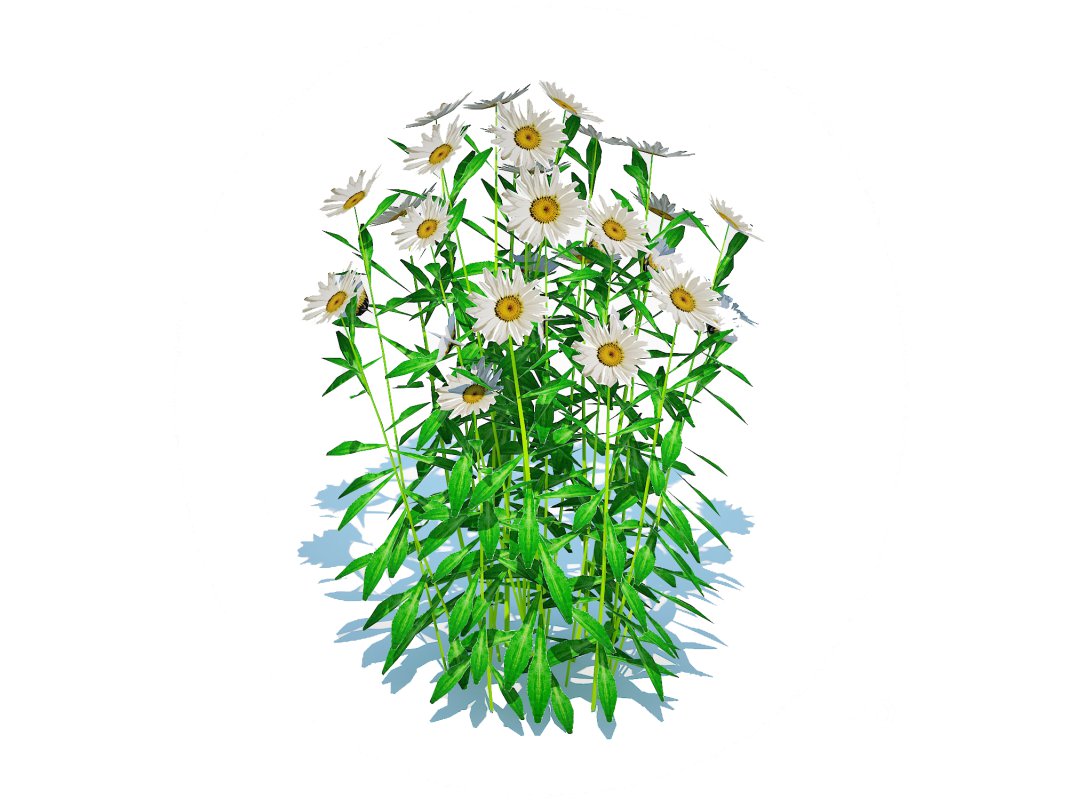 Leucanthemum – shasta daisy Image 2