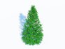 Taxus Media-Pyramidal - Thumbnail 3