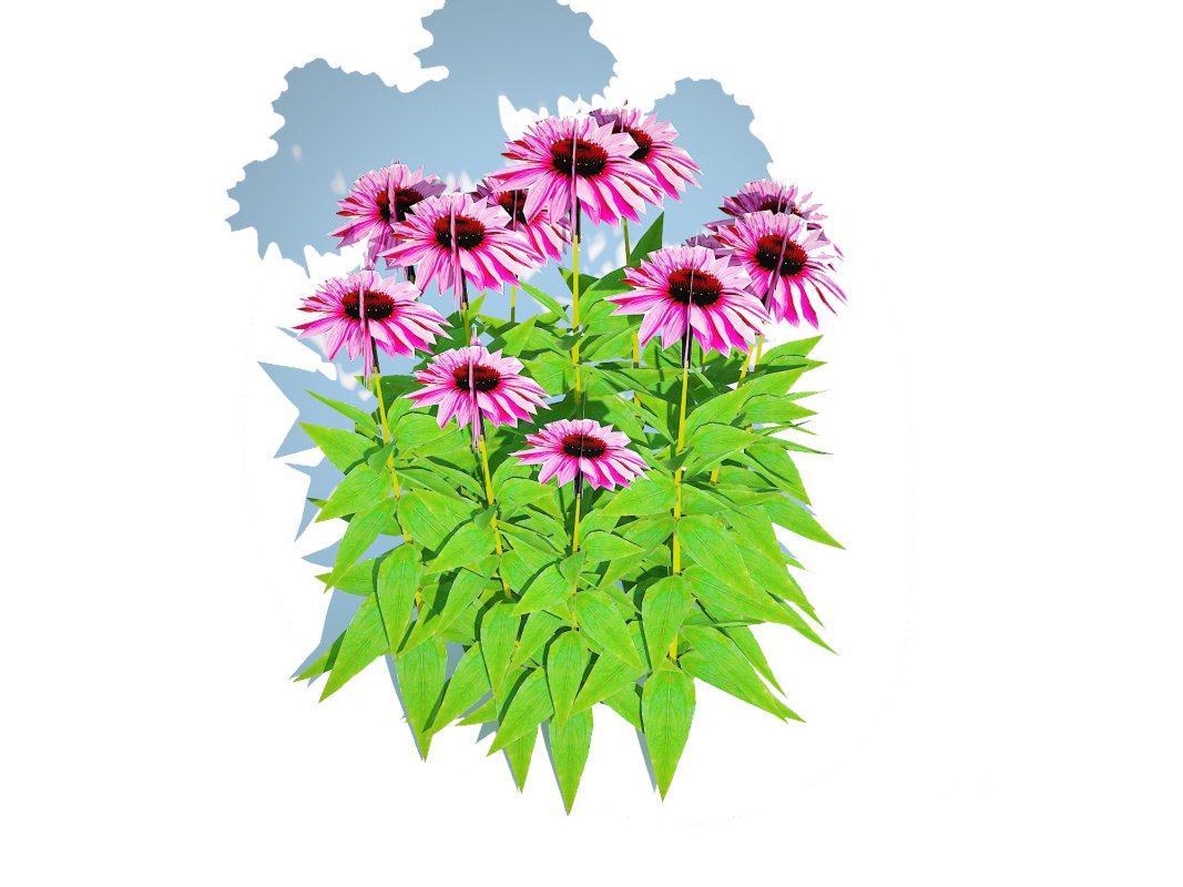 Echinacea Merlot – Coneflower Image 5