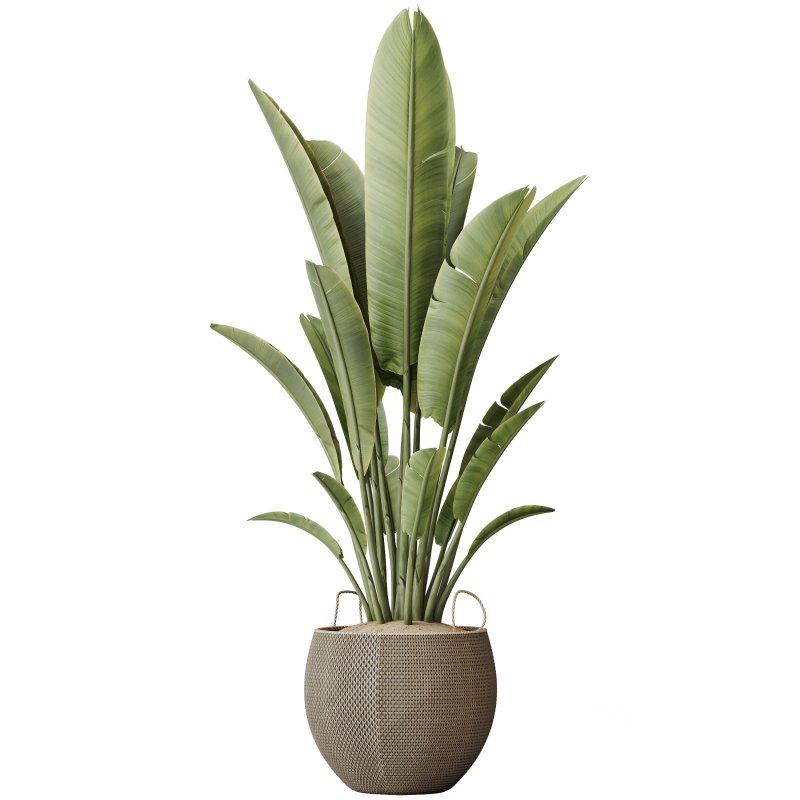 AV Indoor Plants Set 229 Wilsonii Olive and China Orange Tree and Bird Of Paradise and Peace Lily Image 1
