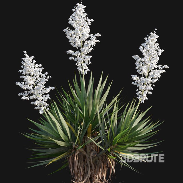 Yucca gloriosa – Mound Lily 02 Image 6