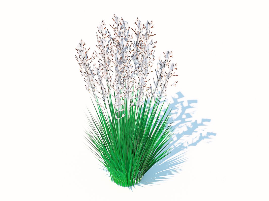 Festuca – Blue fescue Image 4