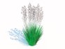 Festuca – Blue fescue - Thumbnail 2