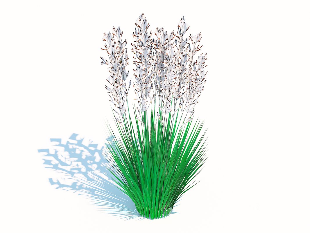 Festuca – Blue fescue Image 2