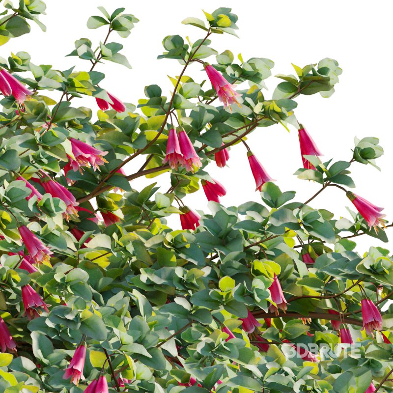 Correa reflexa – Native Fuchsia – Grevillea wilsonii 01 Image 5