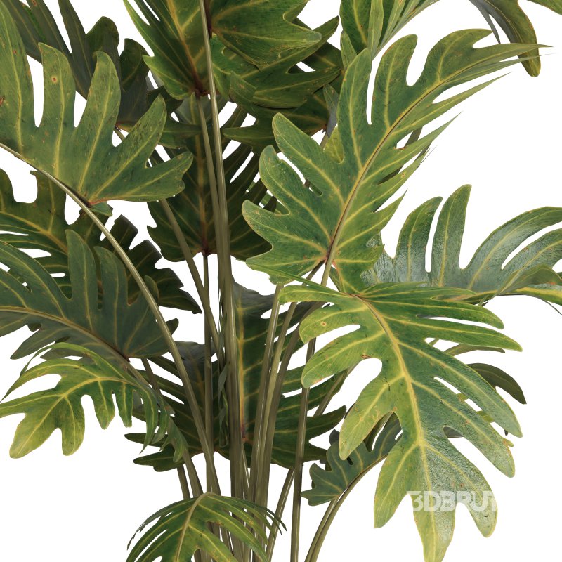 indoor plant 036 Image 4