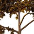 Acer Pseudoplatanus Tree 07 - Thumbnail 4