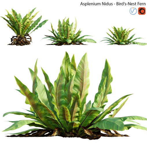 Asplenium nidus | Birds Nest Fern | 02
