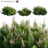 Pinus thunbergiana – Pinus thunbergii – Japanese Black Pine 02 - Thumbnail 1