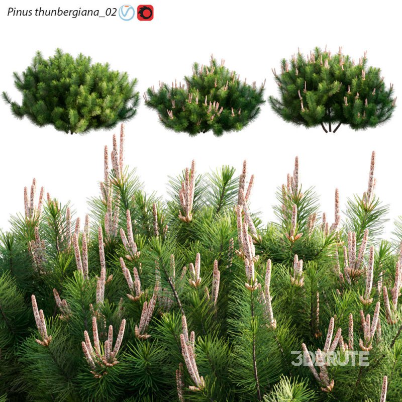 Pinus thunbergiana – Pinus thunbergii – Japanese Black Pine 02 Image 1