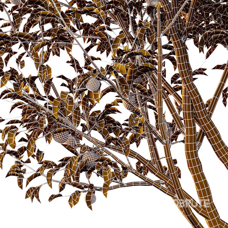 Prunus pseudocerasus Diospyros Kaki Fruit Tree 003 Image 7