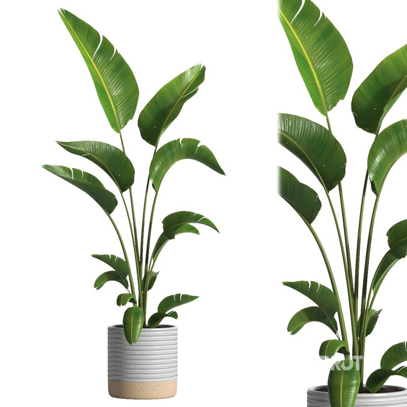 indoor plant 032 Image 2