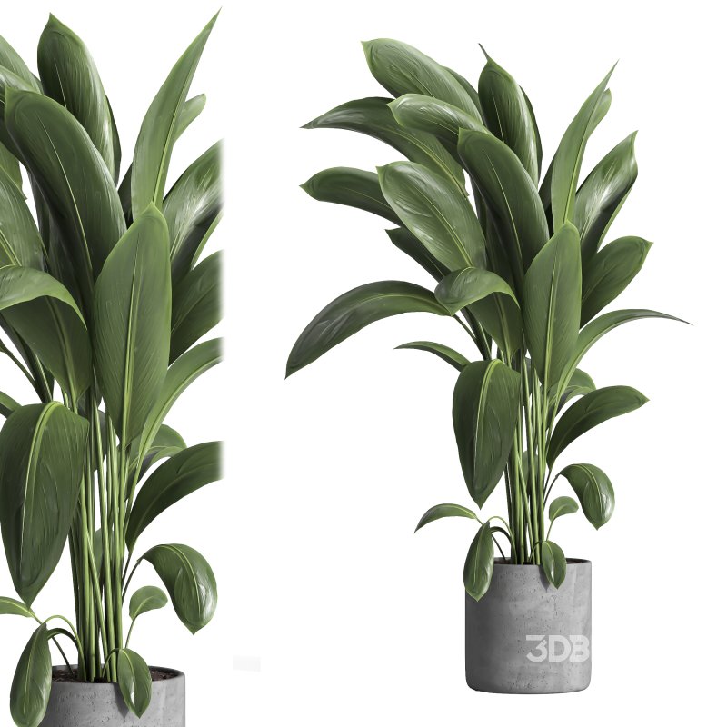 indoor plant 031 Image 2