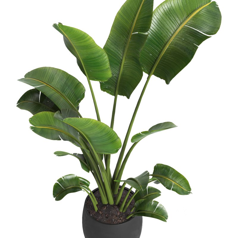 indoor plant 10 Image 3