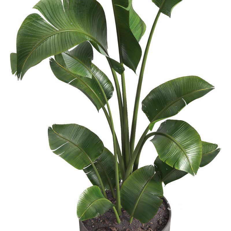 indoor plant 09 Image 3