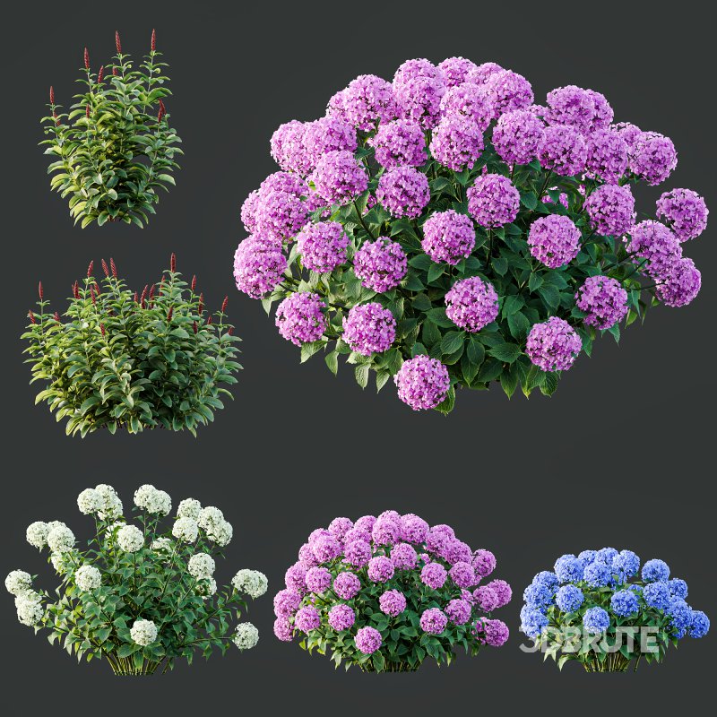 ntal richness. The Rhododendrons burst with densely packed floral spheres in rich pink, purple, and blue tones, while the Crape Ginger displays upward-pointing crimson buds atop lush, lance-shaped foliage. Image 9