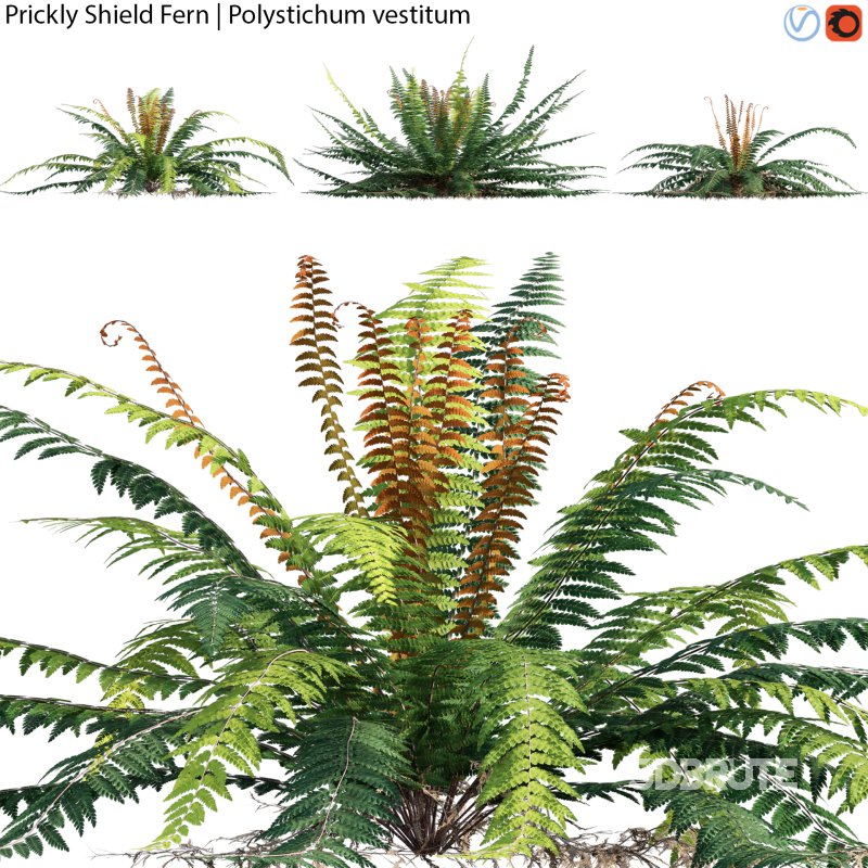 Prickly Shield Fern – Polystichum vestitum – 01 Image 1