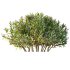 ntal bushes are ideal for Mediterranean-style gardens, urban landscaping, or natural architectural visualizations. - Thumbnail 4