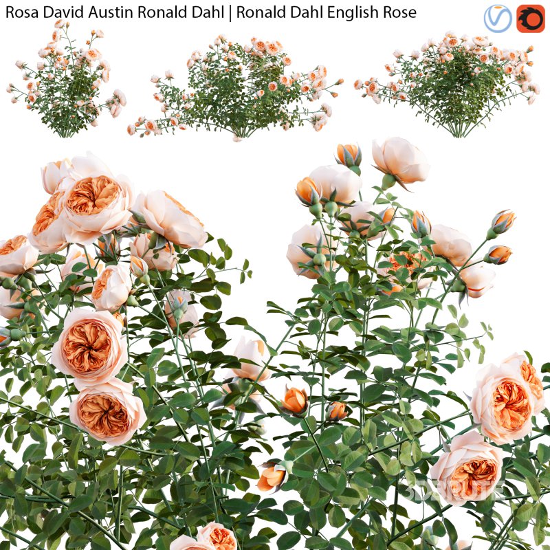 Rosa David Austin Ronald Dahl | Ronald Dahl English Rose – 01 Image 1