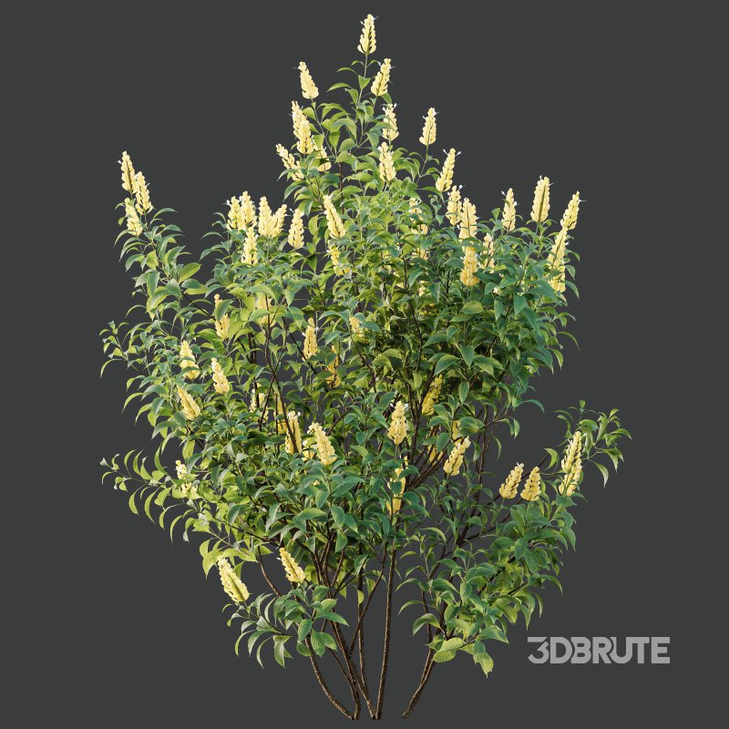 AV Spring bushes Kapebonavista Lutea Golden Shrimp and Phillyrea Rosemarinifolia Nana Image 7