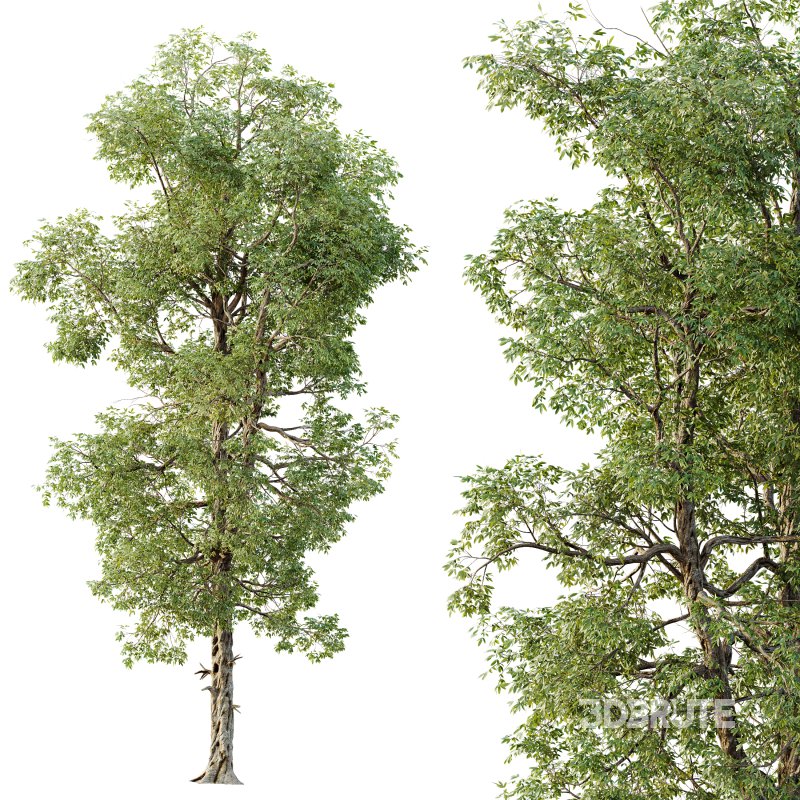 AV Plants Carya Glabra Ovalis Caryer Rouge Hickory02 Image 2