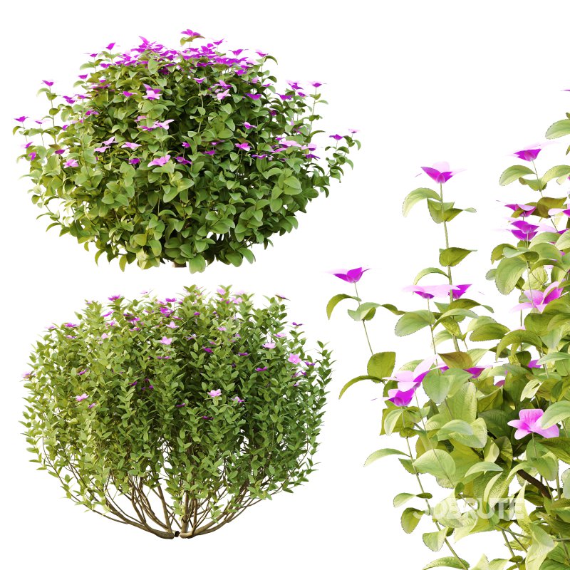 Different bush 24 Image 3