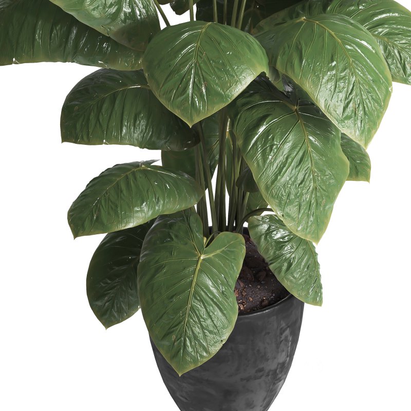 indoor plant 037 Image 3