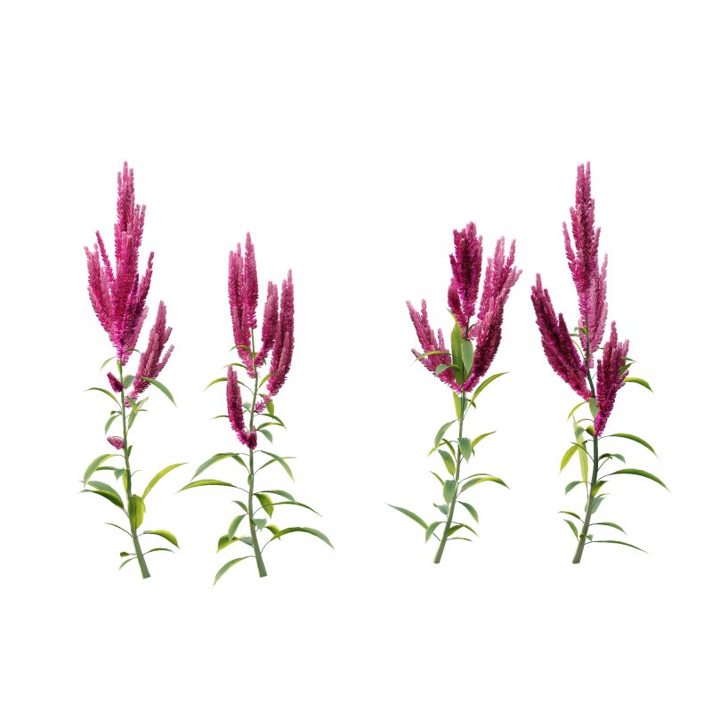 Different Grass 04 Image 4