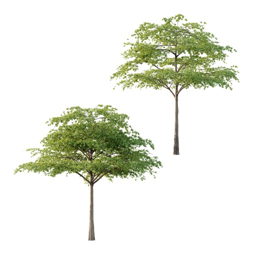 Acer Pseudoplatanus Tree 06