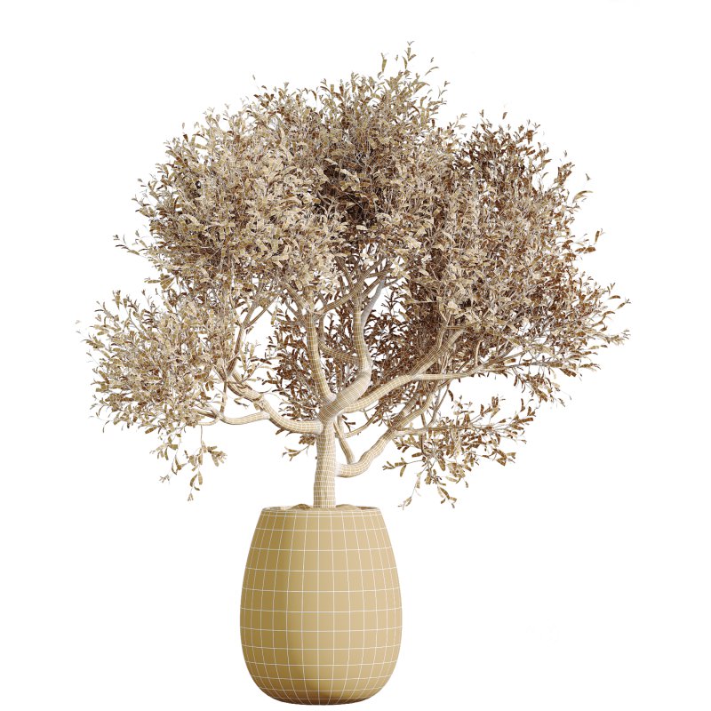 AV Indoor Plants Set 240 China Orange Tree and Spineless Palm and Peace Lily and Mission Olive Image 6