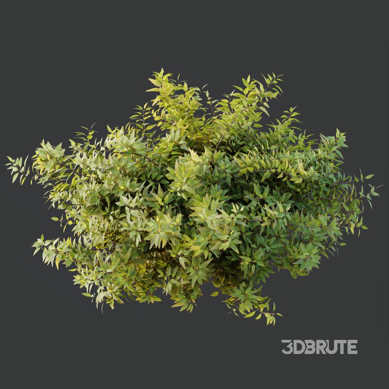 AV Spring Bushes Hibiscus Rosa Sinensis Red Chinese and Abelia Radiance Sherwood Image 6