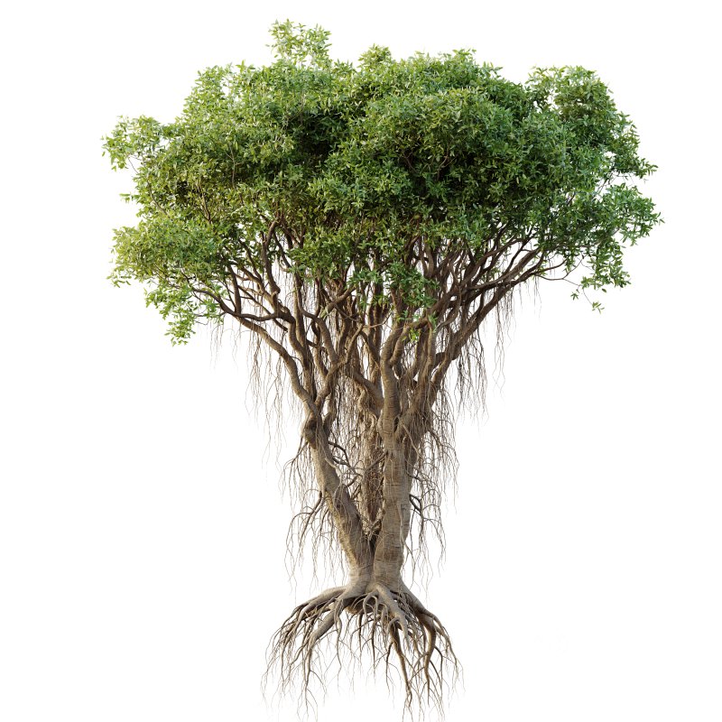 AV Plants Mangrove Gray Avicennia Marina05 Image 1