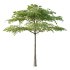 Acer Pseudoplatanus Tree 07 - Thumbnail 2