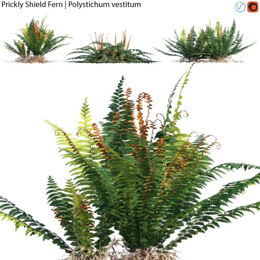 Prickly Shield Fern – Polystichum vestitum – 02