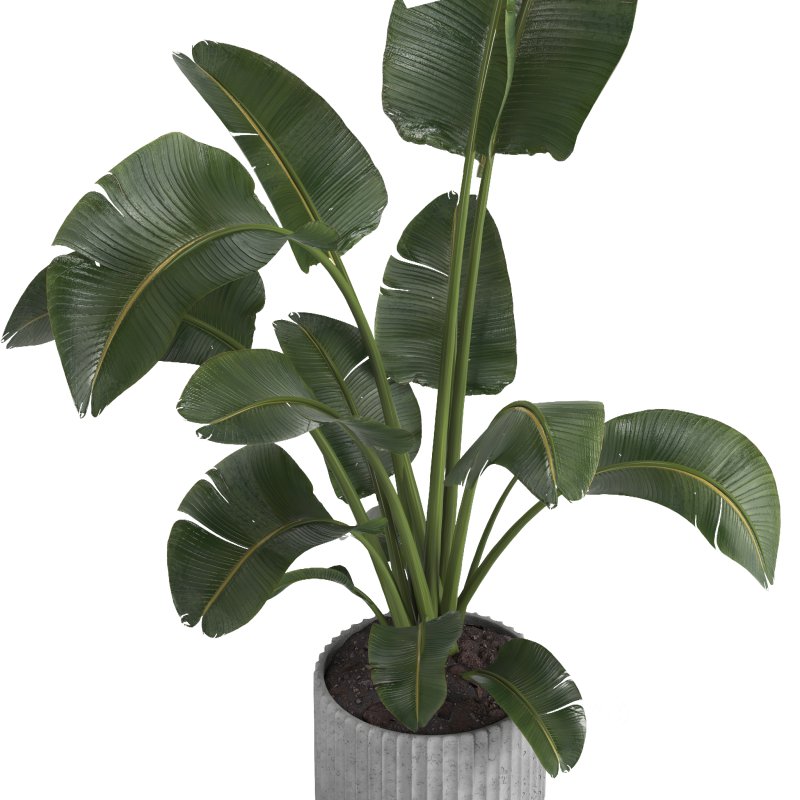 indoor plant 11 Image 3