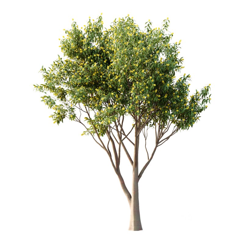 Water Gum Tree 03 Image 2